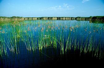 Tengermelléki káka (Schoenoplectus litoralis), Fotó: Molnár Balázs