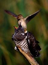 "Etetés" (kakukk fiókát etető nádiposzáta), Fotó: Antli István