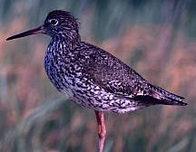 Piroslábú cankó (Tringa totanus), Fotó: Molnár Balázs