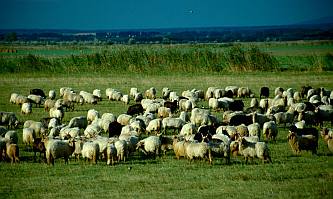 Rackajuhnyáj, Fotó: Molnár Balázs