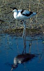 Gulipán (Recurvirostra avosetta), Fotó: Molnár Balázs