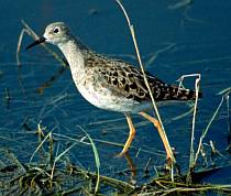 Pajzsos cankó (Philomachus pugnax), Fotó: Molnár Balázs