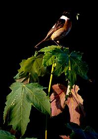 Cigánycsuk (Saxicola torquata), Fotó: Antli István