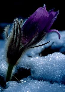 Leánykökörcsin (Pulsatilla grandis), Fotó: Molnár Balázs