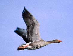 Nyári lúd (Anser anser), Fotó: Molnár Balázs