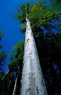 Bükk (Fagus sylvatica),  Fotó: Molnár Balázs