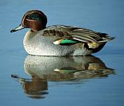 Csörgő réce (Anas crecca), Fotó: Mogyorósi Sándor